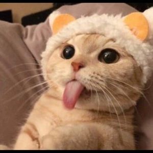 Meet your Posher, Lichelle